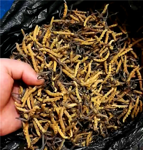 回收冬蟲回收現場